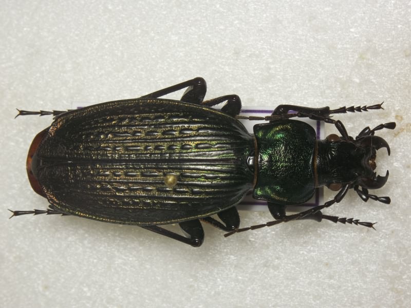 Carabus